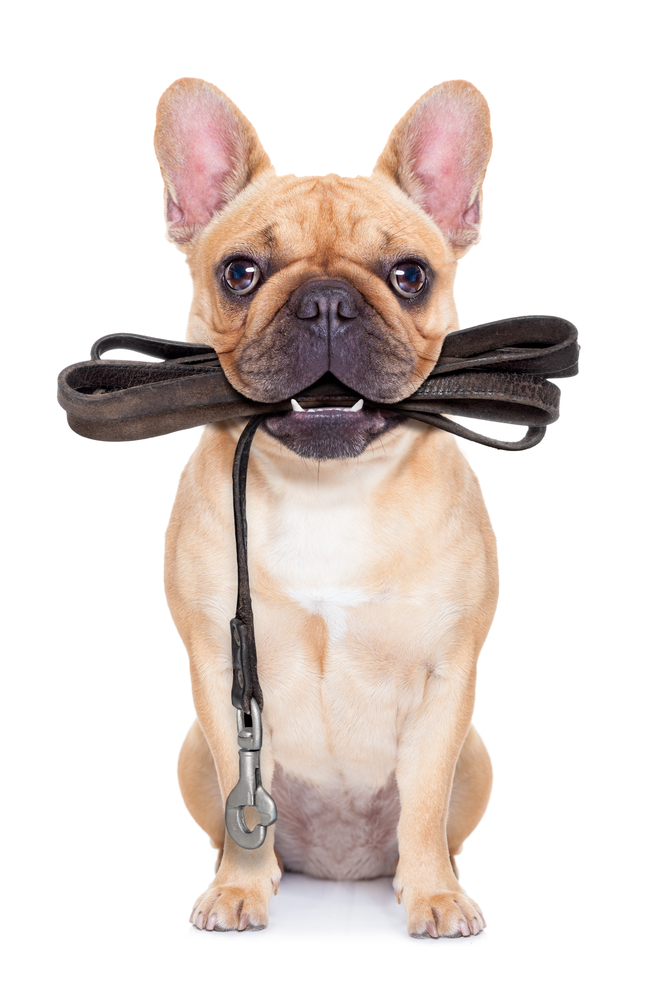 leash dog ready for a walk leash dog ready for a walk